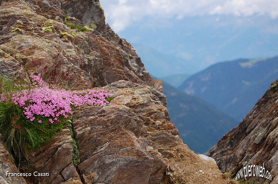 11 Fiori al passo del Vo.jpg